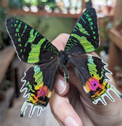 Insect Spreading Class: Madagascan Sunset Moth-Workshop-Paxton Gate-PaxtonGate