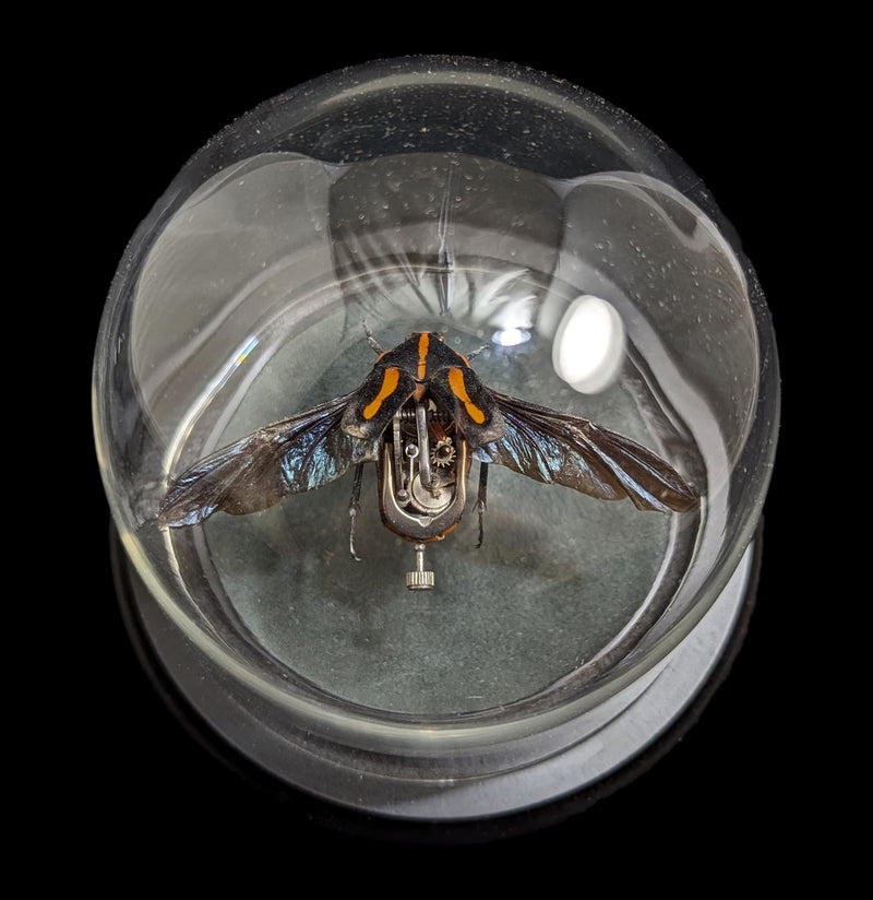 Clockwork Cetonidae: Clerota Rigifica-Insects-Insect Lab-PaxtonGate