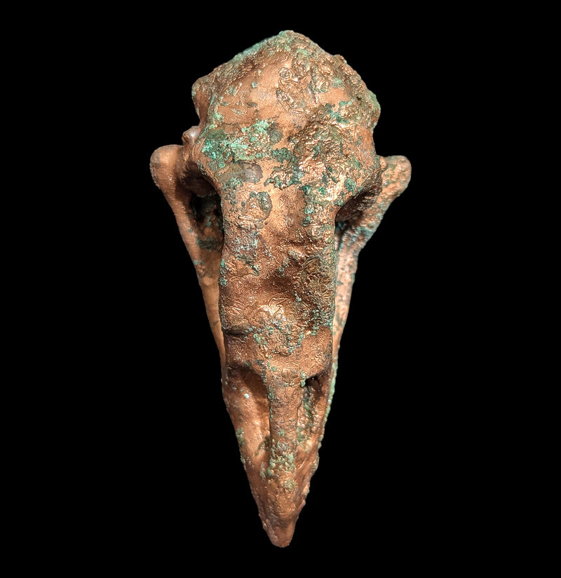 Copper Plated Chicken Skull-Skulls & Bones-The Bone Garden-PaxtonGate