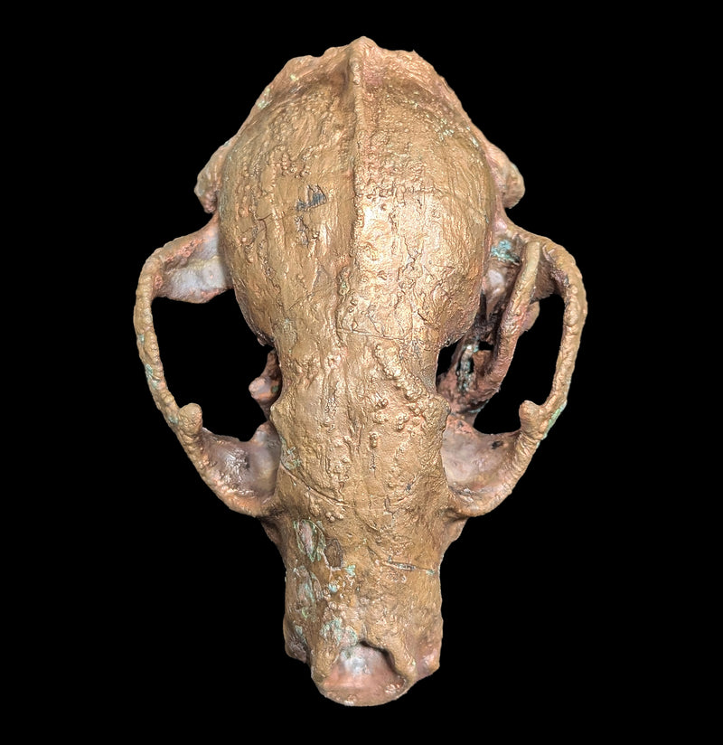 Copper Plated Raccoon Skull-Skulls & Bones-The Bone Garden-PaxtonGate