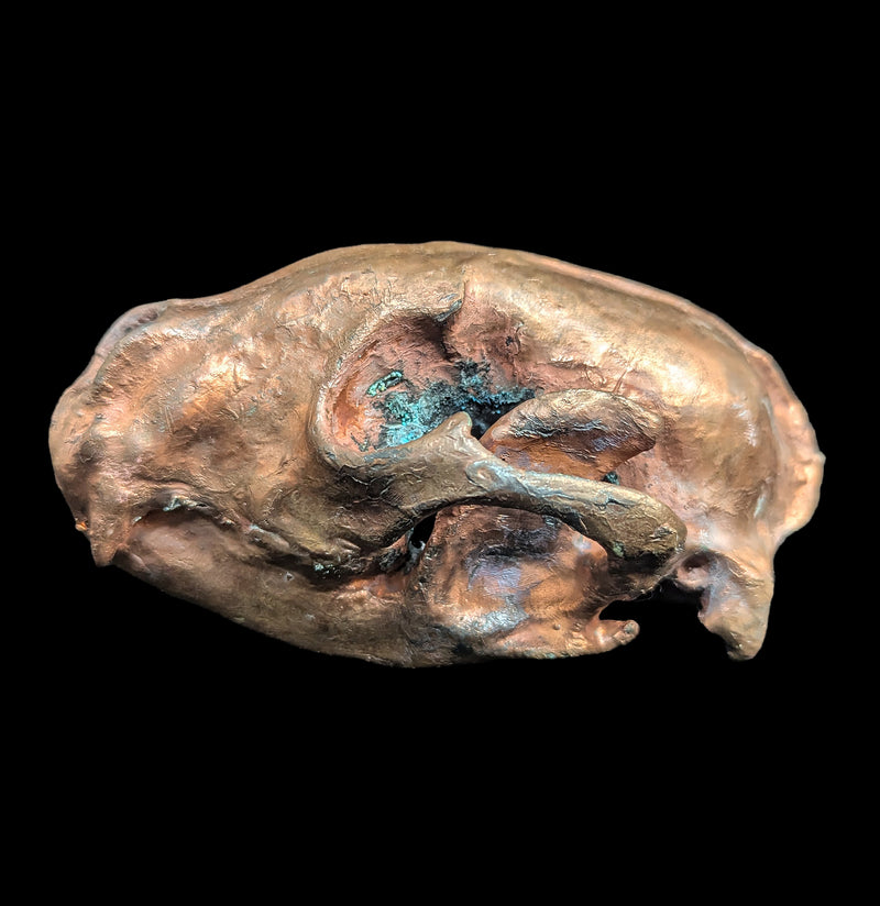 Copper Plated Raccoon Skull-Skulls & Bones-The Bone Garden-PaxtonGate