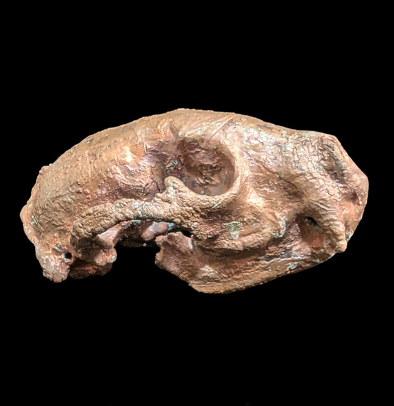 Copper Plated Raccoon Skull-Skulls & Bones-The Bone Garden-PaxtonGate