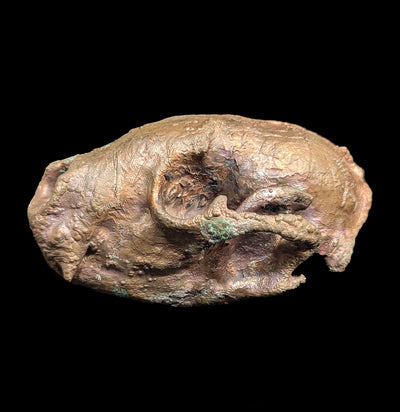 Copper Plated Raccoon Skull-Skulls & Bones-The Bone Garden-PaxtonGate