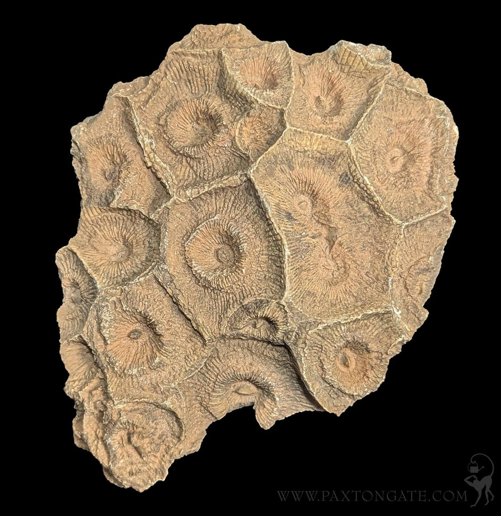 Fossils & Prehistoric Specimens | Paxton Gate