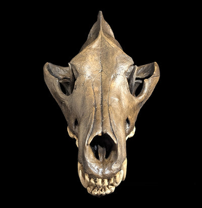 Dire Wolf Tar Pit Skull Replica-Skulls & Bones-Skull Duggery Inc.-PaxtonGate