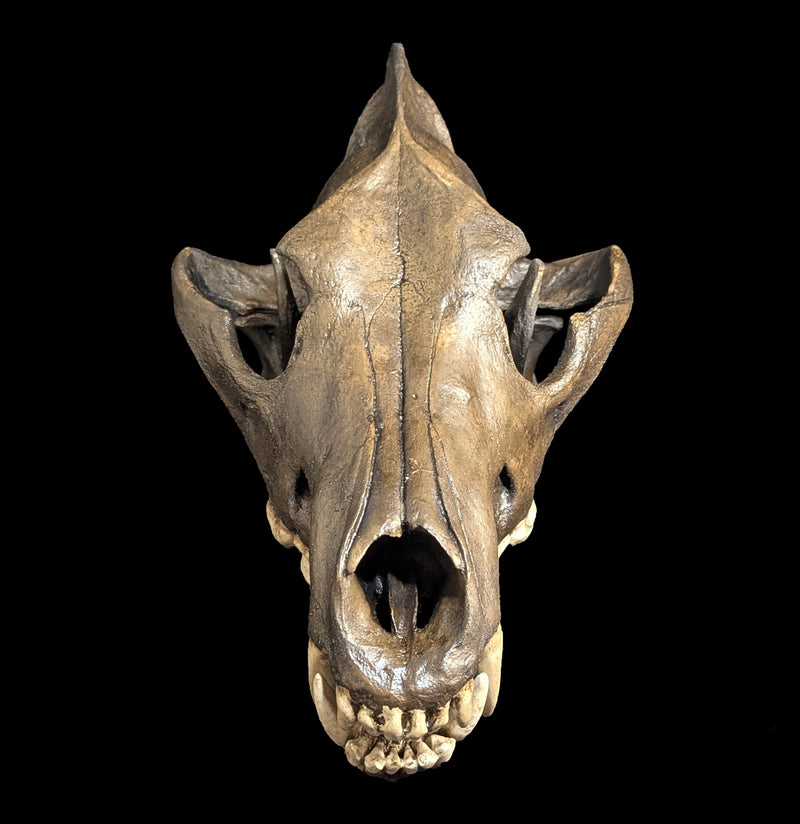 Dire Wolf Tar Pit Skull Replica-Skulls & Bones-Skull Duggery Inc.-PaxtonGate