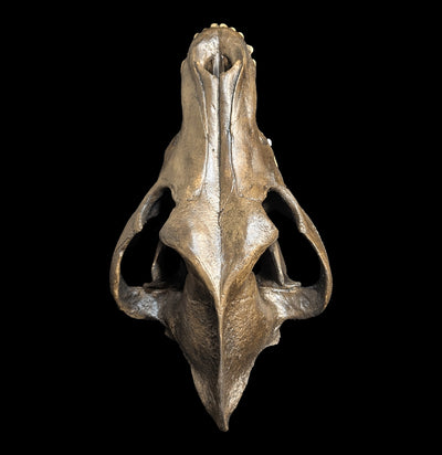 Dire Wolf Tar Pit Skull Replica-Skulls & Bones-Skull Duggery Inc.-PaxtonGate