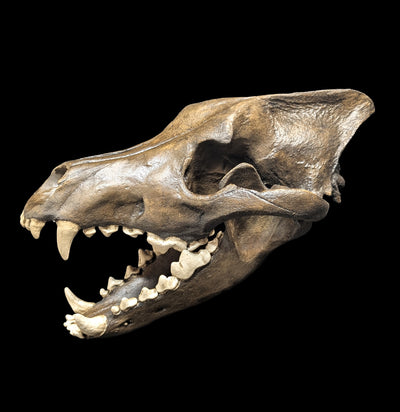 Dire Wolf Tar Pit Skull Replica-Skulls & Bones-Skull Duggery Inc.-PaxtonGate