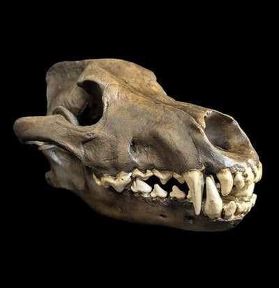 Dire Wolf Tar Pit Skull Replica-Skulls & Bones-Skull Duggery Inc.-PaxtonGate