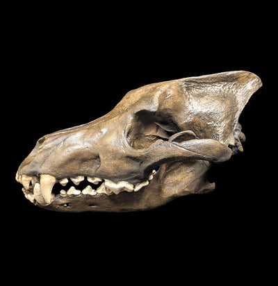 Dire Wolf Tar Pit Skull Replica-Skulls & Bones-Skull Duggery Inc.-PaxtonGate