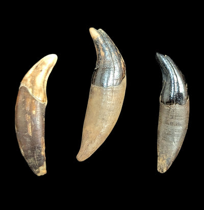 Siberian Canine Tooth-Skulls & Bones-Timberline Creations-PaxtonGate