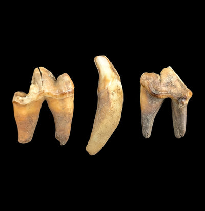 Siberian Canine Tooth-Skulls & Bones-Timberline Creations-PaxtonGate