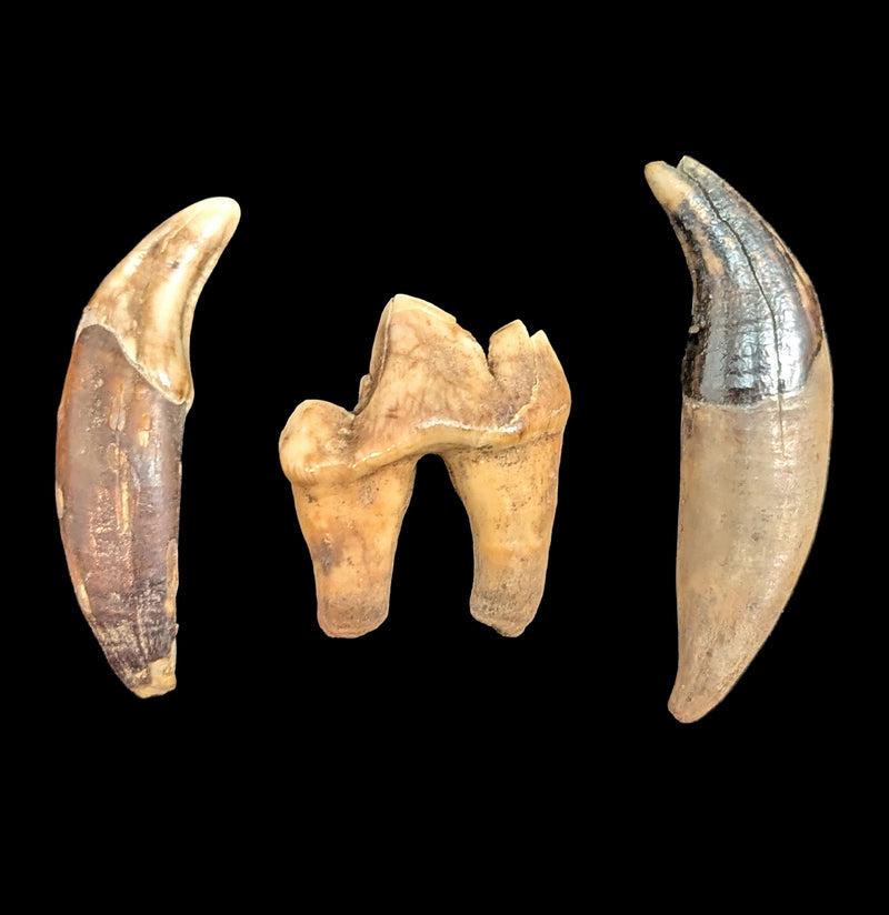 Siberian Canine Tooth-Skulls & Bones-Timberline Creations-PaxtonGate