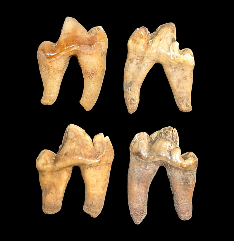 Siberian Canine Tooth-Skulls & Bones-Timberline Creations-PaxtonGate