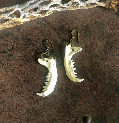 Weasel Jawbone Earrings-Earrings-Astali-PaxtonGate