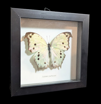 Framed Mother of Pearl Butterfly-Insects-Butterflies By God-PaxtonGate