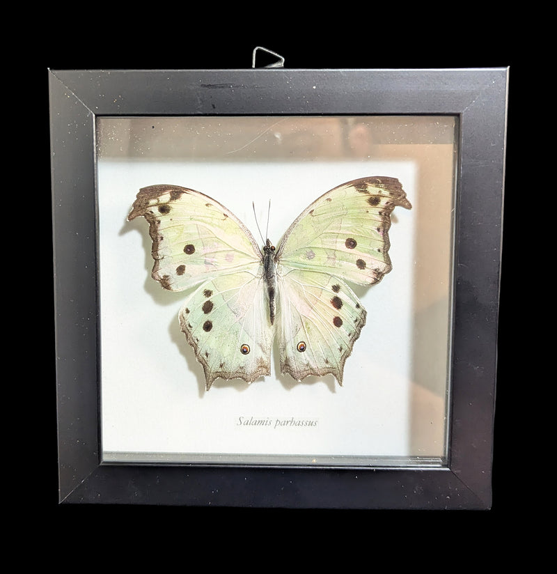 Framed Mother of Pearl Butterfly-Insects-Butterflies By God-PaxtonGate