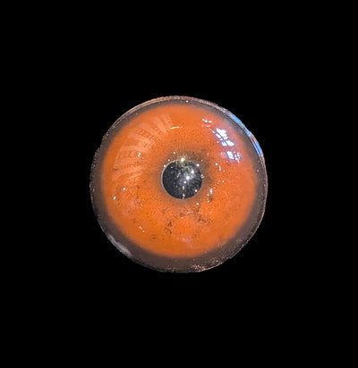 Glass Cheetah Taxidermy Eye-Taxidermy Supplies-McKenzie Taxidermy Supply-PaxtonGate