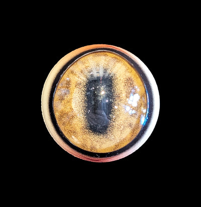 Glass Wildebeest Taxidermy Eye-Taxidermy Supplies-McKenzie Taxidermy Supply-PaxtonGate