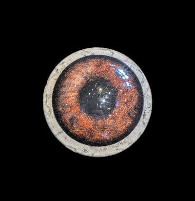 Glass Bear Taxidermy Eye-Taxidermy Supplies-McKenzie Taxidermy Supply-PaxtonGate