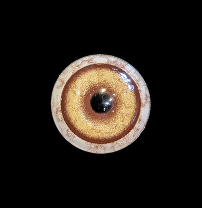 Glass Wolf Taxidermy Eye-Taxidermy Supplies-McKenzie Taxidermy Supply-PaxtonGate