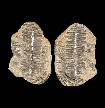 Metasequoia Fern Geodes Pair-Fossils-Lowcountry Geologic-PaxtonGate