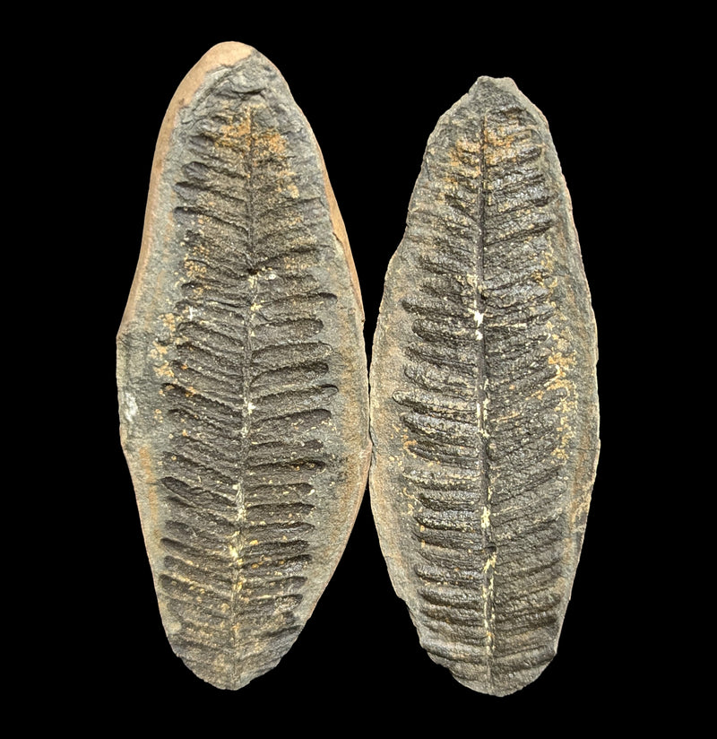 Metasequoia Fern Geodes Pair-Fossils-Lowcountry Geologic-PaxtonGate