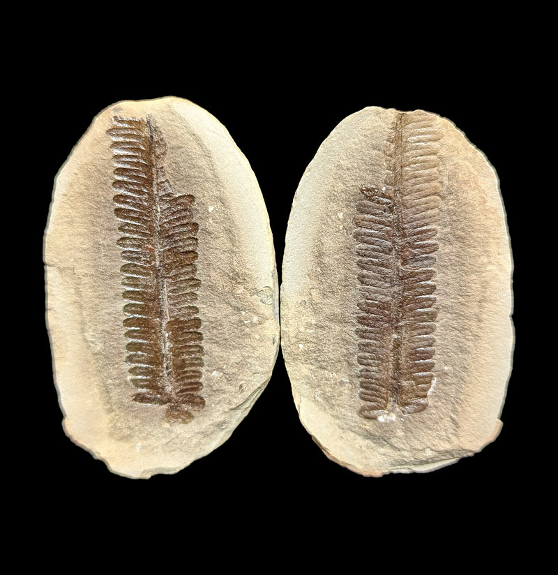 Metasequoia Fern Geodes Pair-Fossils-Lowcountry Geologic-PaxtonGate