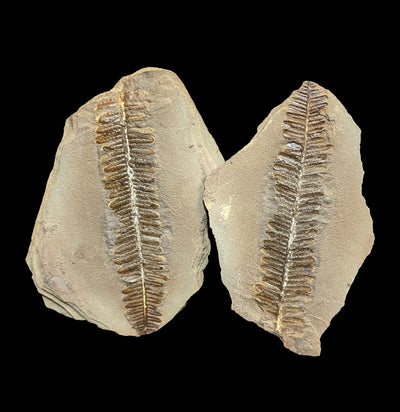 Metasequoia Fern Geodes Pair-Fossils-Lowcountry Geologic-PaxtonGate