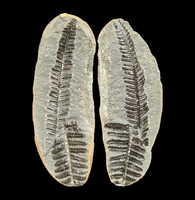 Metasequoia Fern Geodes Pair-Fossils-Lowcountry Geologic-PaxtonGate