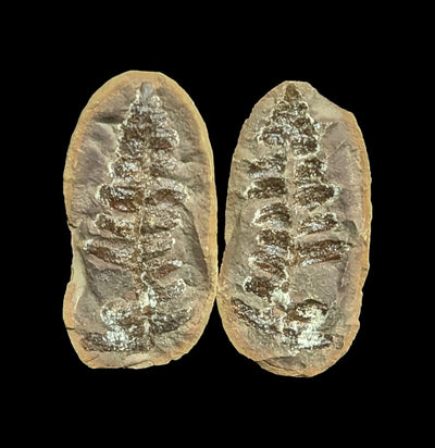 Metasequoia Fern Geodes Pair-Fossils-Lowcountry Geologic-PaxtonGate