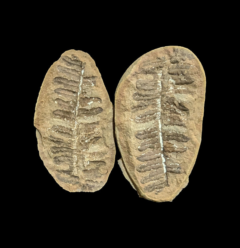 Metasequoia Fern Geodes Pair-Fossils-Lowcountry Geologic-PaxtonGate