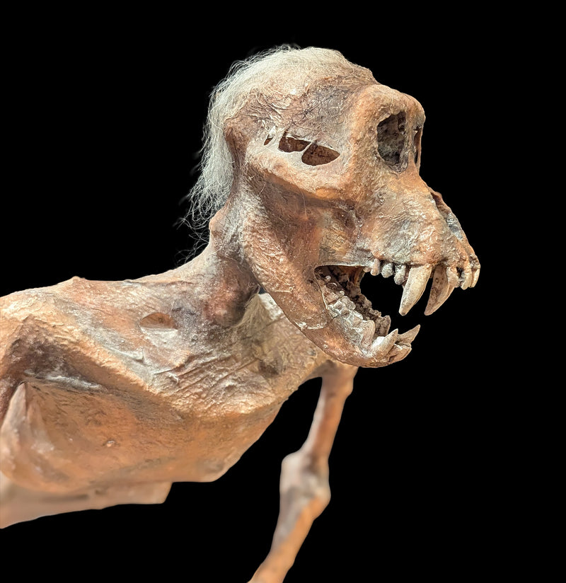 Feejee Mermaid-AntqRplica-Dapper Cadaver-PaxtonGate