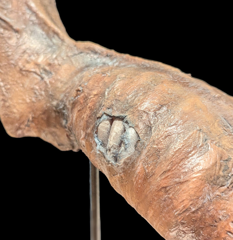 Feejee Mermaid-AntqRplica-Dapper Cadaver-PaxtonGate
