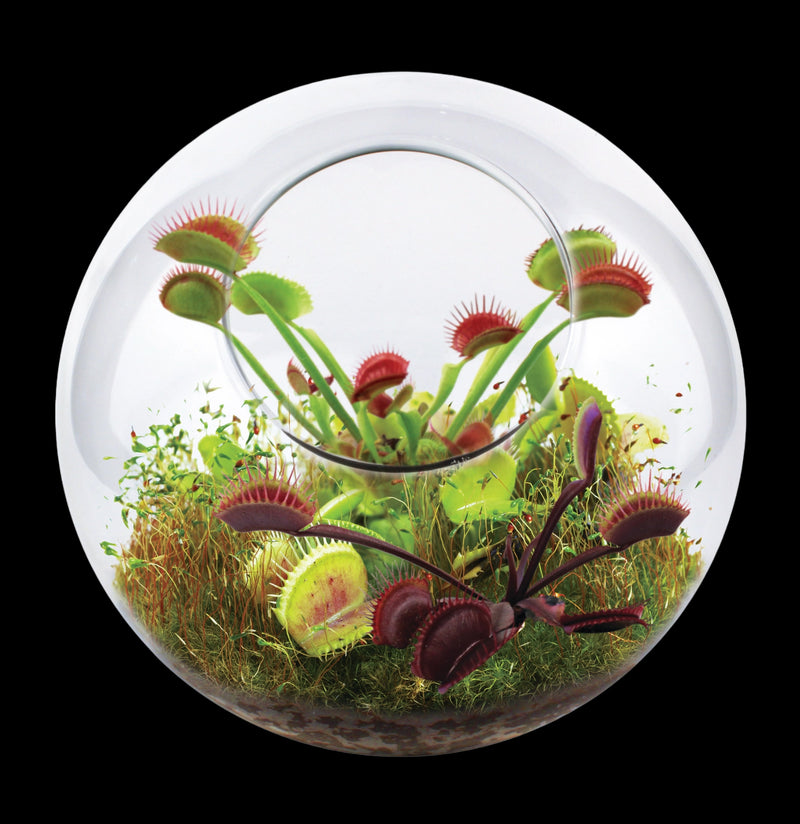 Venus Flytrap Glass Terrarium Kit-Plants-Silver Circle Productions-PaxtonGate