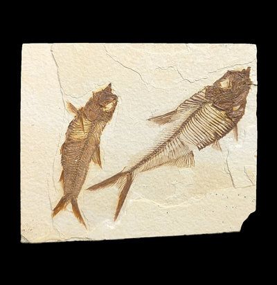 Two Diplomystus Fossil Fish on Plate-Fossils-West Desert Gems-PaxtonGate