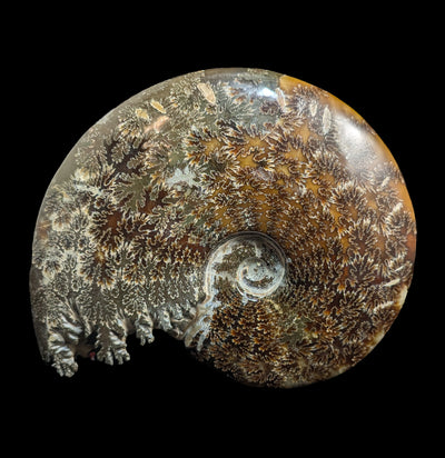 Polished Whole Ammonite End Chambered Specimen A-Fossils-Enter the Earth-PaxtonGate