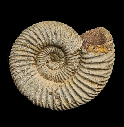 White Ammonite Perisphinctes-Fossils-Enter the Earth-PaxtonGate