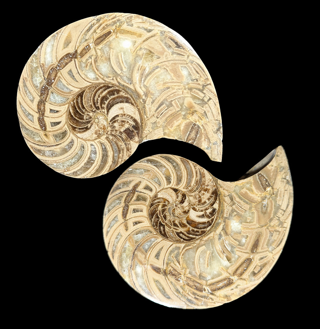 Fossil Nautilus Shell Pair For Sale | Paxton Gate