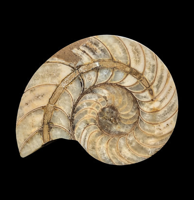 Fossil Nautilus Shell Pair-Fossils-Enter the Earth-PaxtonGate