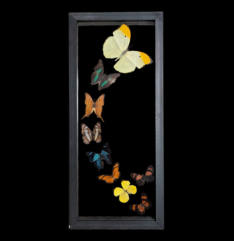 Nine Sweeping Mixed Double Glass Butterflies-Insects-Natural Insect-PaxtonGate