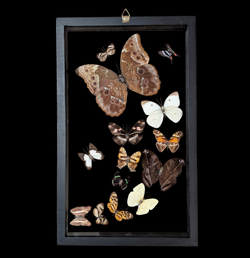 Fourteen Double Glass Framed Sweeping Butterflies-Insects-Natural Insect-PaxtonGate