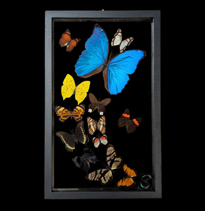 Fourteen Double Glass Framed Sweeping Butterflies-Insects-Natural Insect-PaxtonGate