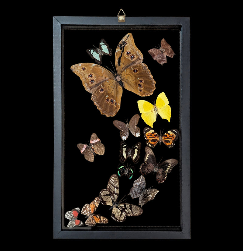 Fourteen Double Glass Framed Sweeping Butterflies-Insects-Natural Insect-PaxtonGate