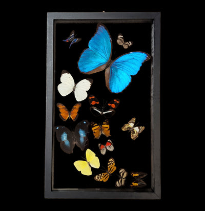 Fourteen Double Glass Framed Sweeping Butterflies-Insects-Natural Insect-PaxtonGate