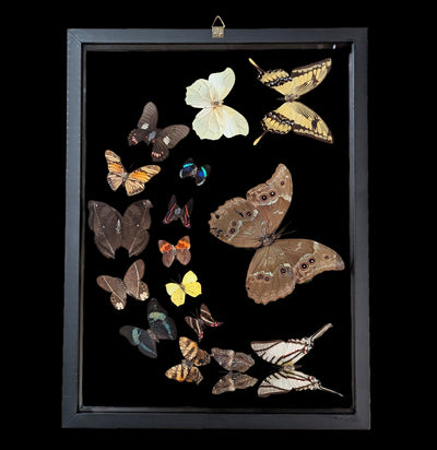Sixteen Double Glass Framed Sweeping Butterflies-Insects-Natural Insect-PaxtonGate