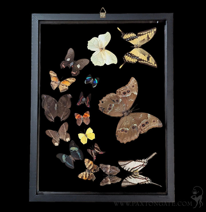 Sixteen Double Glass Framed Sweeping Butterflies For Sale | Paxton