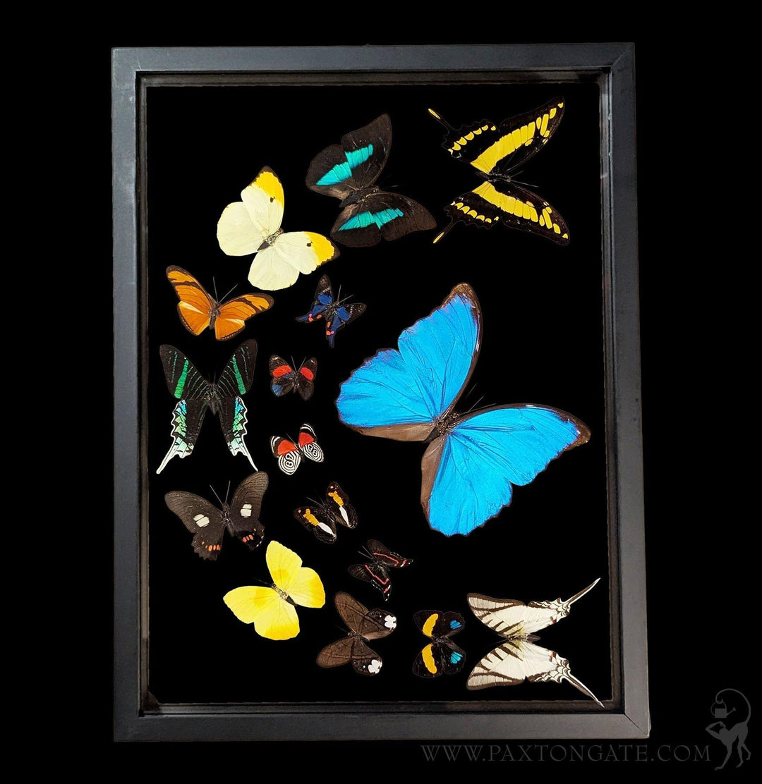 Sixteen Double Glass Framed Sweeping Butterflies For Sale | Paxton