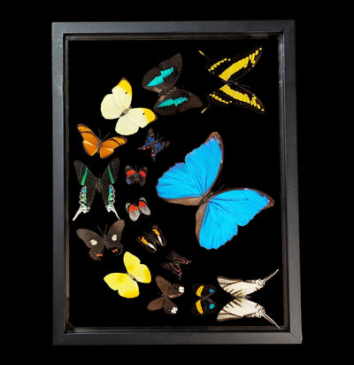 Sixteen Double Glass Framed Sweeping Butterflies-Insects-Natural Insect-PaxtonGate