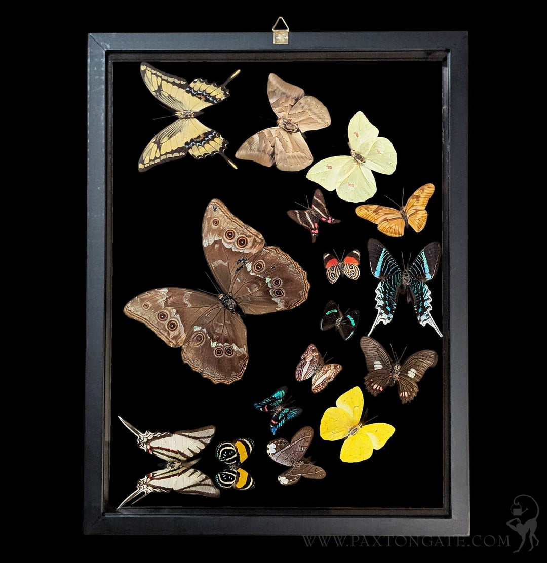 Sixteen Double Glass Framed Sweeping Butterflies For Sale | Paxton